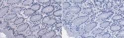 TCF-3/4 Mouse anti-Mouse, Human, Clone: 6F12, MilliporeSigma 25 &mu;L;